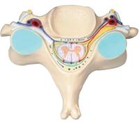 Human Fifth Section Cervical Vertebra Anatomical Model, with Spinal Cord, Magnification 7X Spine Nerve Model Model, for Science Classroom Study Display Teaching Medical Model.