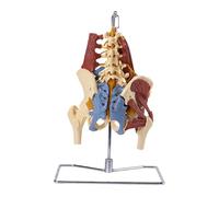 Human Five Lumbar Vertebrae with Nerve Intervertebral Disc Herniation Human Lumbar Spine Model with Unilateral Psoas Pelvic Muscle for TMedical Education Teaching