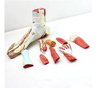 Human Foot 9 Parts Profession Anatomical Model with 81 Digital Signs And Corresponding Text Descriptions,Icluding Bones,