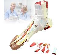 Human Foot Anatomical Model Detachable Muscles and Neurovascular Plantar Anatomical Foot Skeleton Model with Ligaments, Muscles,Nerves and Arteries