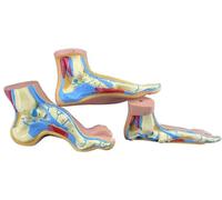 Human Foot Anatomy Model, Foot Arch Pathology Anatomical Models