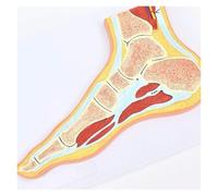 Human Foot Anatomy Model, Foot Joint Skeletal Muscle Model with Ligaments