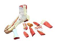 Human Foot Anatomy Model Leg Muscle 1:1 Life Sized Joint 9 Parts Neurovascular Ligament Foot Surgery Model For Education Medical Organ Artery And Nervous System