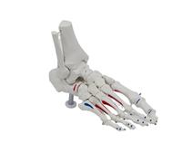Human Foot And Ankle Model, Life Size W/Muscle Origin & Insertions Painted, Medical Anatomy Skeleton W/Tibia Fibula, Right, Fully Articulated
