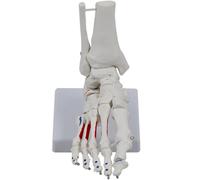 Human Foot & Ankle Model Medicals Anatomical Teaching Joint Skeleton for Science Classroom and Ankle Medicals Anatomy for Science Classroom