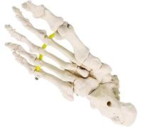 Human Foot Joint Model with Elastic Bungee - Anatomical Skeleton for Medical Training and Education