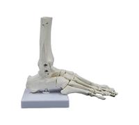 Human Foot Joint Skeleton Model 9x7x3.5Inch Anatomy PVC Right Foot and Ankle Model for Teaching Research Educational Use Podiatry Teaching Aid