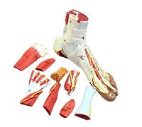 Human Foot Model 360° Scientific Anatomy Model Foot Muscles 1:1 Life-Size Human Ankle Model 9 Removable Numbered Parts S