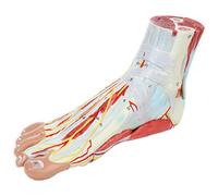HUMAN FOOT MODEL,9 Removable And Numbered Parts Show Internal Foot Detail And Structure,Anatomy Model of Foot with Muscl