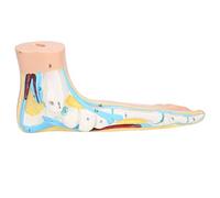 Human Foot Model Adults Lifesize 1:1 Anatomical Teaching Display, Normal Flat High Arch Feet with Muscles Ligaments for Medical Education and Research (flatfoot)