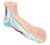 Human Foot Skeletal Anatomy Model, Lifesize Muscle Display Educational Tool for Teaching Research Adults