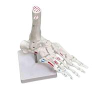 Human Foot Skeletal Model,Adult Human Skeleton Ligament Foot,Human Foot Joint Skeleton Model,Lifesize Human,With Display Base,For Teaching And Research Tools Skeleton Model