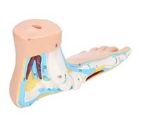Human Foot Skeletal Model Lifesize Adults Teaching Research Muscle Display Accessories Normal Foot, Flatfoot