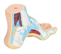 Human Foot Skeletal Model, Lifesize Foot Model Anatomy Educational Tool for Teaching Research Muscle Display with Accessories Normal Foot, Flat Foot, Arch Foot