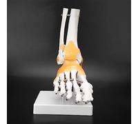 Human Foot Skeletal Model, Medical Anatomical Model of Foot Bones Adult Human Skeleton Ligament Foot Ankle Joint Anatomical Model for Medical Study Science Classroom