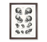 Human Framed Print | A3 Walnut Framed Wall Art | Ready to Hang | Modern Nature Picture | Living Room Bedroom Lounge Office
