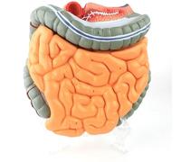Human Gastrointestinal System Anatomical Model,Life-Size Colon Digestive System Organ, 4 PCS Detachable Components, for Medical Teaching Demonstrations.