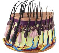 Human Hair Skin Anatomical Model,Hair Growth Cycle Model Hair Follicle Anatomy Model, Hair Skin Magnification Model for Science Classroom Teaching Medical Model