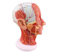 Human Half Head Anatomical Model with Superficial Neurovascular & Musculature Details Ideal for Medical Teaching, Biology Anatomy Education & Kids’ Learning Display