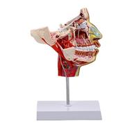 Human Half Head Model for Anatomy School Supplies Chops-facials Vascular Nerve Blood Vessels Teaching Aid Chops-facials Vascular Nerve Blood Vessels
