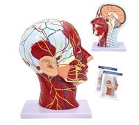 Human Half-Head Model, Neurovascular Anatomical Sagittal Model Of The Head With Muscles, 1:1 Life Size Anatomical Head Neck Model Skull And Brain For Teaching Learning
