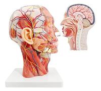 Human Half Head, Neurovascular Model Surface with Musculature, Life-Size Half Head Anatomical Brain Model with Digital Markers for Medical Teaching A