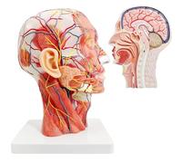 Human Half Head Superficial Neurovascular Anatomical Model, Life Size Anatomical Head Model Skull with Blood Vessels Detailed Muscle Structure and Colorful Manual for Medical Education