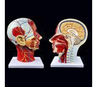 Human Half Head Superficial Neurovascular Anatomical Model with Blood Vessels Detailed Muscle Structure and Colorful Manual for Medical Science Education