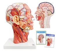 Human half head superficial neurovascular model, with muscle tissue, life size anatomical skull model, skull model for medical teaching