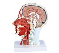 Human Half Head Superficial Neurovascular Model, with Musculature, Cerebrovascular Nerve Specimens, 1:1 Life Size, Face Anatomy Medical Brain Neck Median Section Study Model