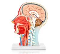 Human Half Head Superficial Neurovascular Model with Musculature, Life size Face Anatomy Medical Brain Neck Median Section Study Model, Learning Education Display Tool