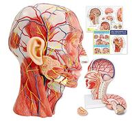 Human Half Head Superficial Neurovascular Musculature Model with Removable Brain, Shows Cranial Cavity Nerve, Life Size Anatomical Head Model Skull Brain for Medical Teaching Learning, Education