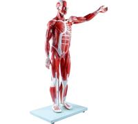 Human Half-Size Muscle & Organ Model (27-Part): Removable Anatomical Figure for Medical Education & Advanced Anatomical Training