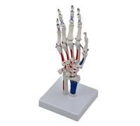 Human Hand Joint Model Hand Skeleton Model Medicals Model Skeletal Hand Model Teaching Model Supplies