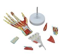 Human Hand Joint Model with Ligaments, Anatomical Hand & Wrist Joint Model, Life Size Flexible Design with Display Base