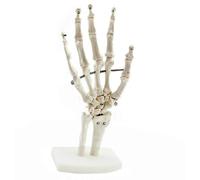 Human hand skeleton model, hand joint orthopedic model, orthopedic doctor-patient communication, wrist bones, metacarpal bones and phalanges