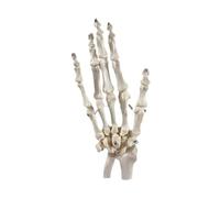 Human Hand Skeleton Model with Wrist Life Size Radius and Ulna Anatomical Hand Bone Model for Medical Teaching