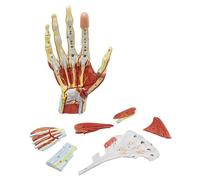 Human Hand Skeleton with Muscles Ligaments Nerves and Blood Vessels Anatomy Model, Life Size Includes 7 Parts, Magnetic Easy Mounting
