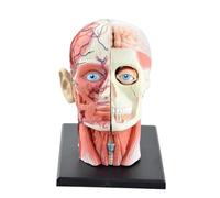Human Head Anatomy Model 1:1 14-Part Detachable Classic Brain Skull Model, Neuroscience Teaching Tool Educational Puzzle Human Torso Model