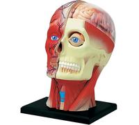 Human Head Anatomy Model - 4D Assembled Medical Skull Skeleton with Muscle and Nerve Model for Brain Tissue Study