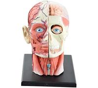 Human Head Anatomy Model - 4D Vision Removable 12 Parts Skull Brain Puzzle - Medical Science Teaching Tool For Educational Use