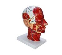 Human Head Anatomy Model Muscle Neurovascular Education Supplies Science Research Classroom Display for Human Head Anatomy Model Classroom Display