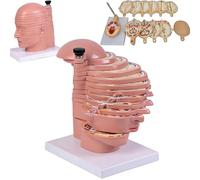 Human Head and Brain Anatomy Model - 12 Parts with Detachable Horizontal Slices and Clear Anatomical Labeling for Educational Use