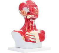 Human Head And Muscle Anatomical Model for Micro Plastic Face Training Muscular Facial Surgery Head And Neck Chest Muscle Anatomical Model Human Anatomy Figure