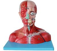 Human Head and Neck Anatomical Model with Blood Vessels and Nerves | Human Anatomical Model of Head and Neck with Detailed Blood Vessels and Nerves for Educational Use and Medical Training