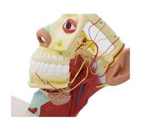 Human Head and Neck Anatomy Model with Skull Base and Cranial Nerves - Life-Size Medical Teaching Model for Neurology and Anatomy Study in Classrooms and Clinics