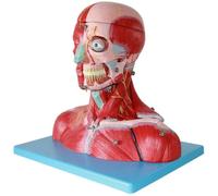 Human Head And Neck Muscle Anatomy Teaching Model Mind Neck Vascular Nerve Skull Muscle Anatomy Model