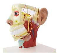Human Head And Neck Nerve Anatomy Model With Skull Base & 12 Pairs Of Cranial Nerves For Medical Study And Teaching