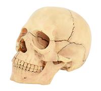 Human Head Model-15 Parts Detachable Skull Model-Half The Size of The Human Body-Simple Assembly of Magnet Adsorption