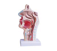 Human Head Neck Anatomy Model 1:1 Life Size Nasal Oral Throat Cavity Sagittal Section For Medical School Education Teaching Tool For Students